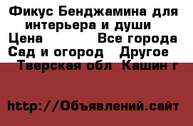 Фикус Бенджамина для интерьера и души › Цена ­ 2 900 - Все города Сад и огород » Другое   . Тверская обл.,Кашин г.